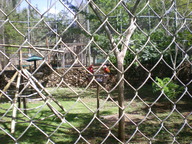 parrots_thumb.jpg