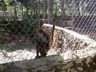 spider-monkey1_thumb.jpg
