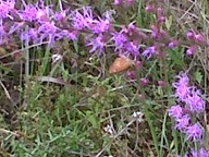 IMG00031-20100917-1536_thumb.jpg