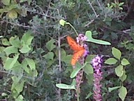 IMG00032-20100917-1536_thumb.jpg