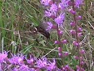 IMG00033-20100917-1536_thumb.jpg