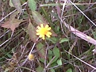IMG00034-20100917-1537_thumb.jpg