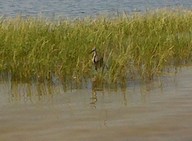 IMG00036-20100920-1250_thumb.jpg