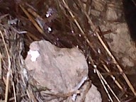 IMG00038-20100920-1251_thumb.jpg