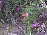 img00028-20100917-1534_thumb.jpg
