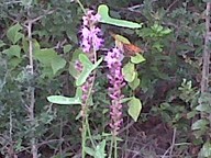 img00029-20100917-1535_thumb.jpg