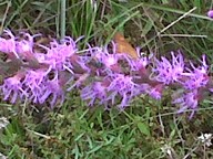 img00030-20100917-1535_thumb.jpg