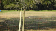 bluebird2_thumb.jpg