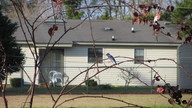 bluebird3_thumb.jpg