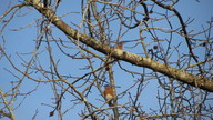 bluebird4_thumb.jpg
