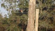 bluebird5_thumb.jpg