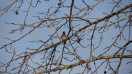 bluebird6_thumb.jpg