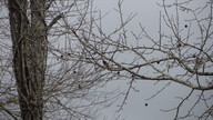 bluebird7_thumb.jpg