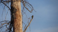 magnolia_warbler_thumb.jpg
