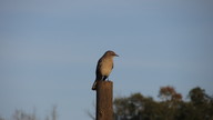 mockingbird2_thumb.jpg