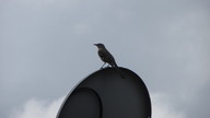 mockingbird3_thumb.jpg