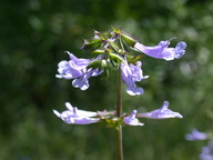dscn2118_thumb.jpg