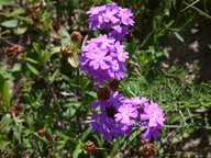 dscn2123_thumb.jpg