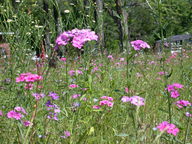 dscn2128_thumb.jpg