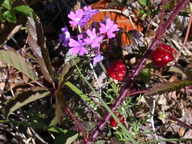 dscn2136_thumb.jpg