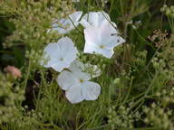 dscn2196_thumb.jpg