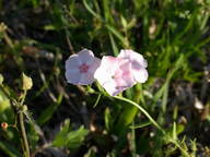 dscn2197_thumb.jpg
