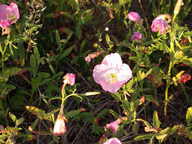 dscn2199_thumb.jpg