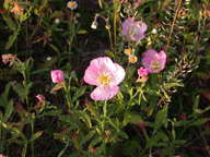 dscn2200_thumb.jpg