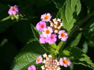 dscn2212_thumb.jpg
