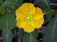dscn2216_thumb.jpg