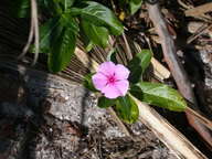 dscn2260_thumb.jpg