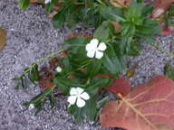 dscn2263_thumb.jpg