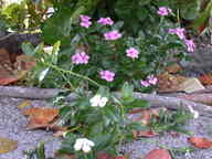 dscn2264_thumb.jpg