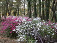 dscn3520_thumb.jpg