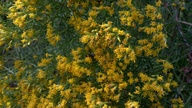 butterfly5_thumb.jpg