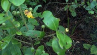galberry1_thumb.jpg