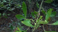 galberry2_thumb.jpg