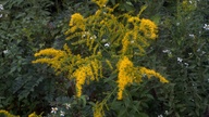 goldenrod2_thumb.jpg
