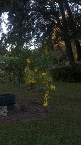 lemon_thumb.jpg