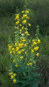 showy_rattlebox20101015_thumb.jpg