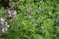 img_4815_thumb.jpg