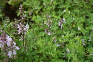 img_4817_thumb.jpg