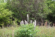 img_4862_thumb.jpg