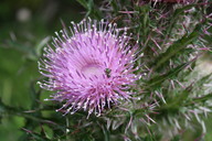 img_4867_thumb.jpg
