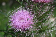 img_4868_thumb.jpg