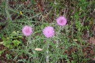 img_4870_thumb.jpg