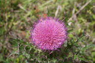 img_4871_thumb.jpg