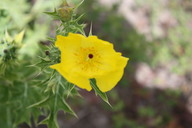 img_4898_thumb.jpg