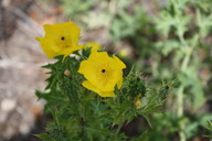 img_4899_thumb.jpg