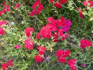 dscn0131_thumb.jpg